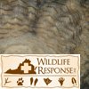 Great Horned Owl 2